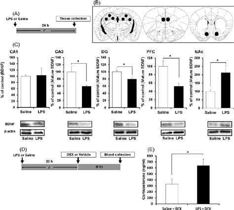 bdnf elisa kit mouse